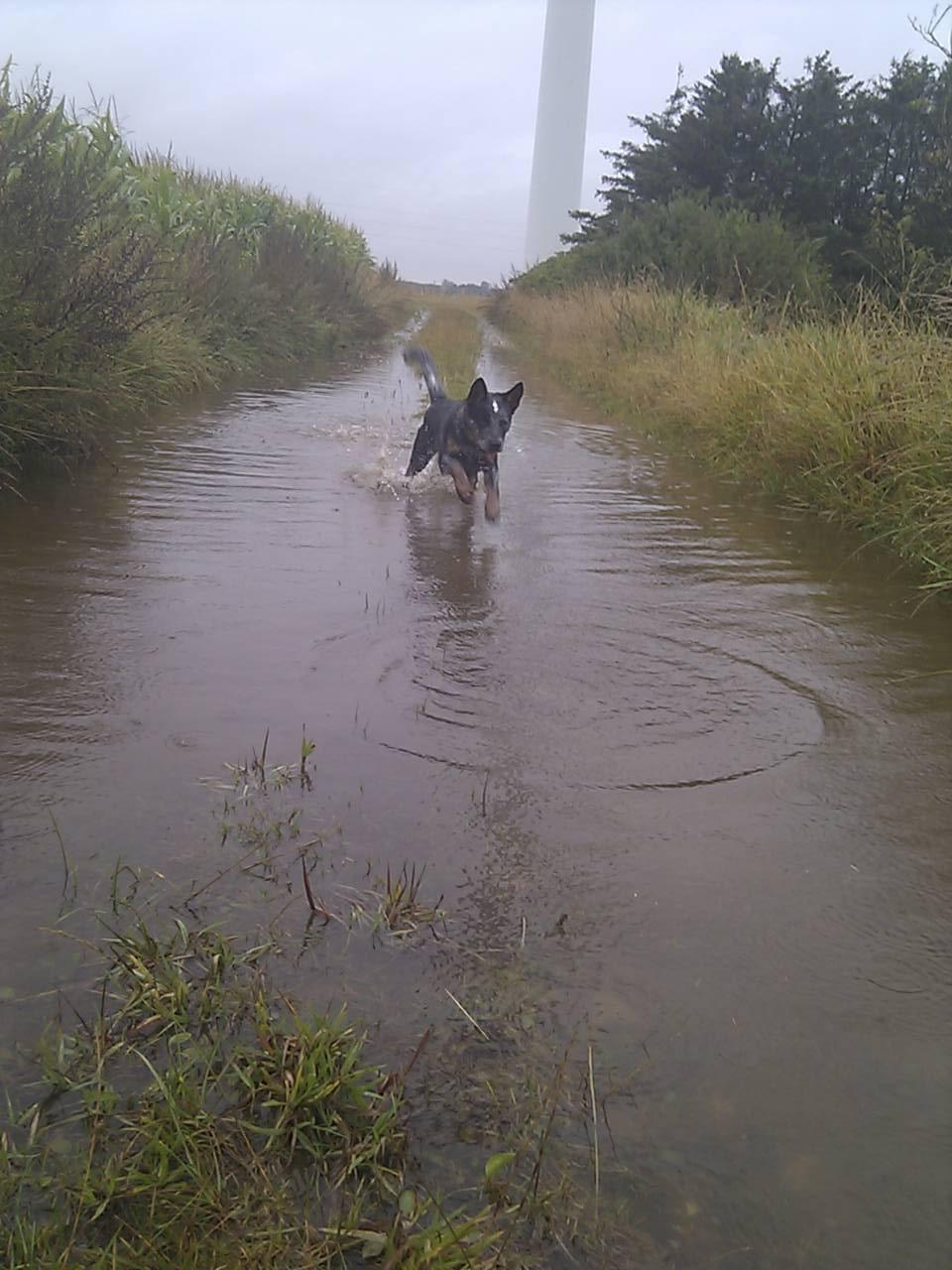 Australsk cattledog Dundee billede 19