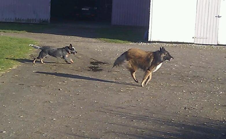 Australsk cattledog Dundee billede 20