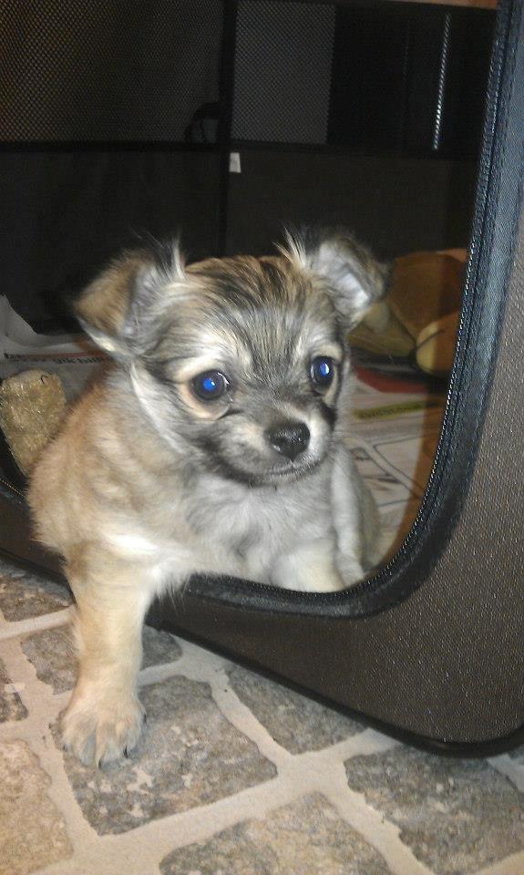 Chihuahua Topper billede 14