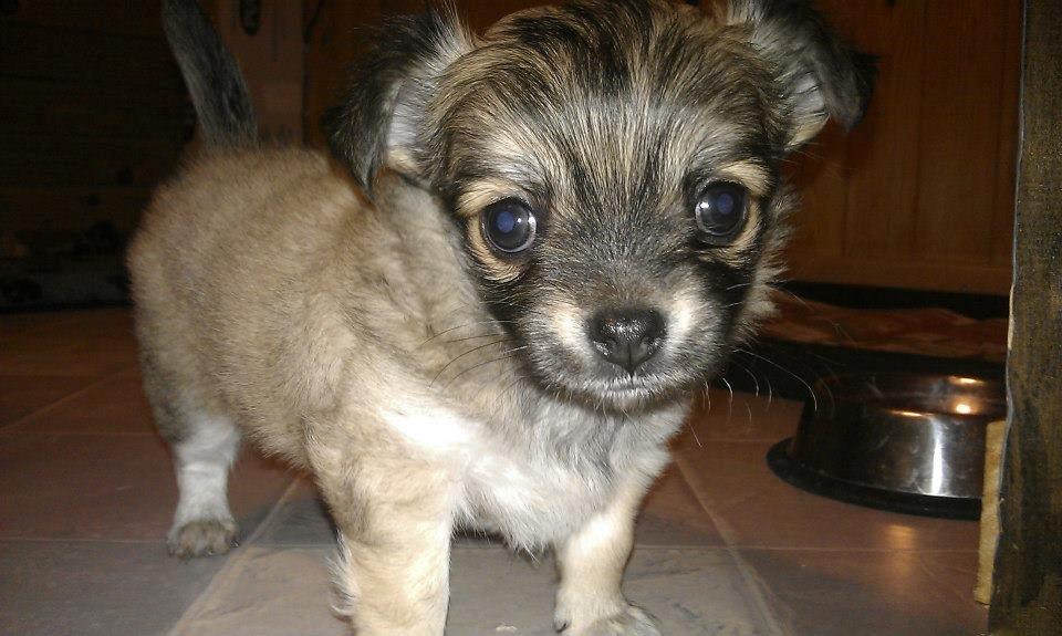 Chihuahua Topper - Baby hunden<3  billede 8