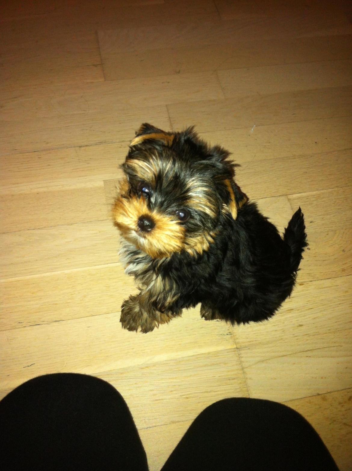 Yorkshire terrier Elvis billede 3
