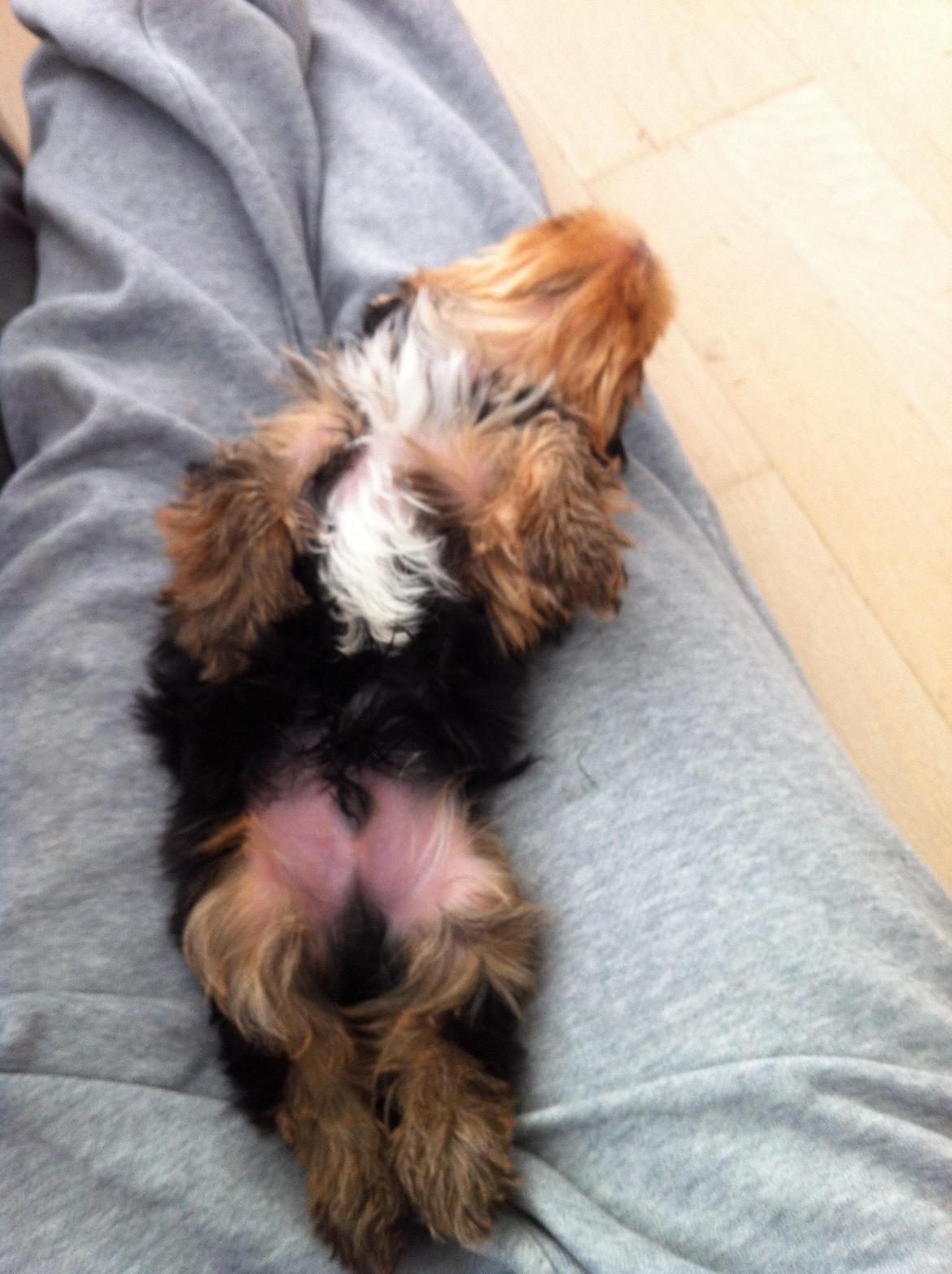 Yorkshire terrier Elvis - Dejlig middaslur på fars ben :-) billede 7