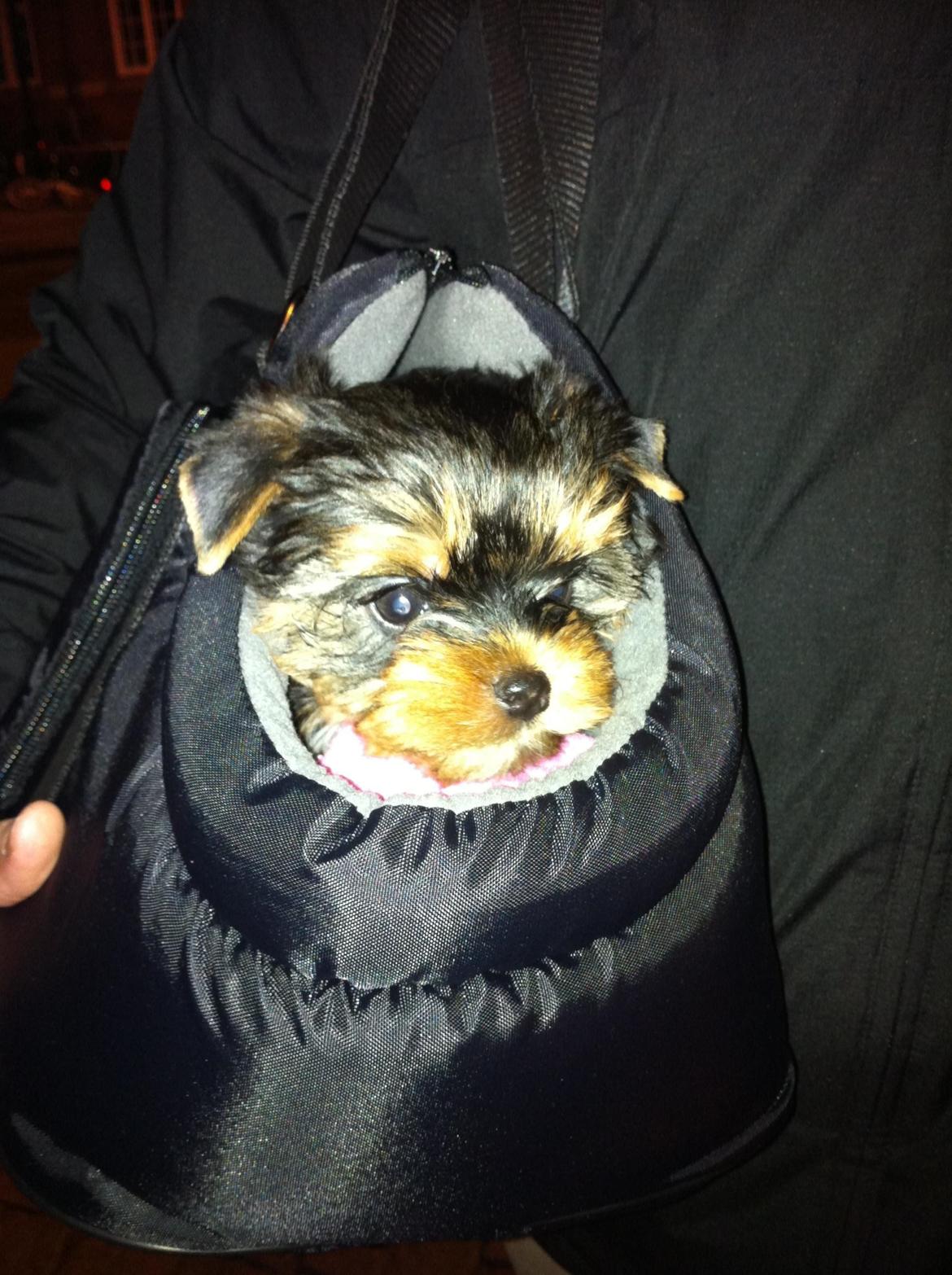 Yorkshire terrier Elvis - Ud i den store verden :-) billede 11