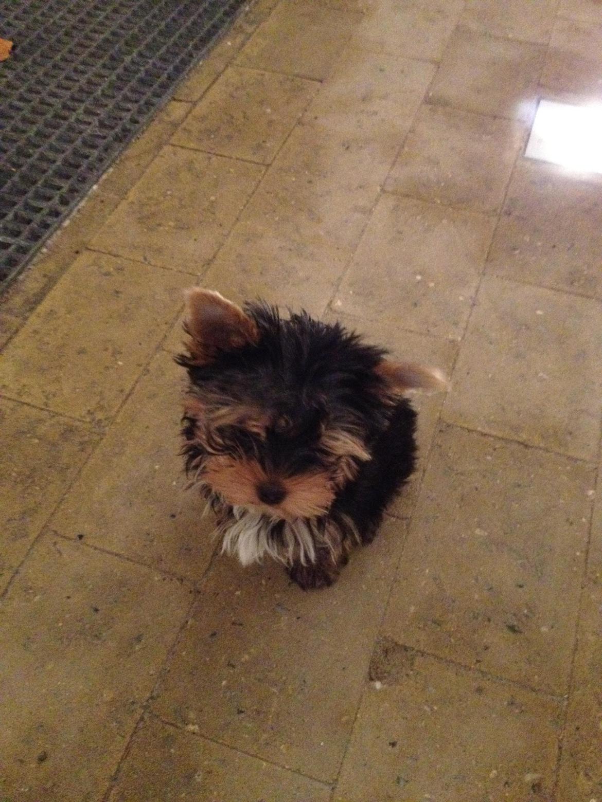 Yorkshire terrier Elvis - Elvis' ører rejser sig endelig :-) billede 15