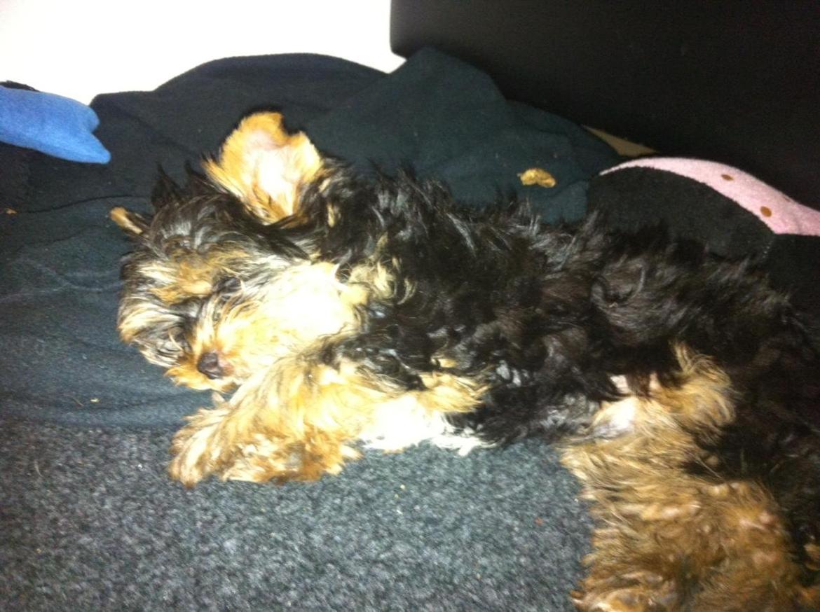Yorkshire terrier Elvis billede 16