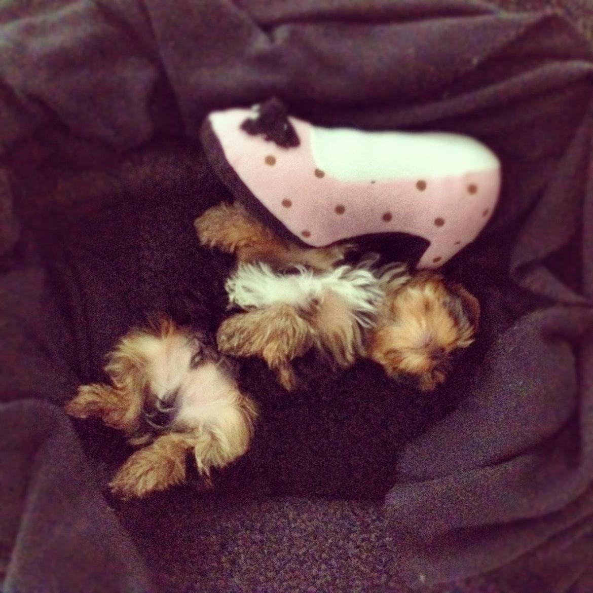 Yorkshire terrier Elvis billede 18