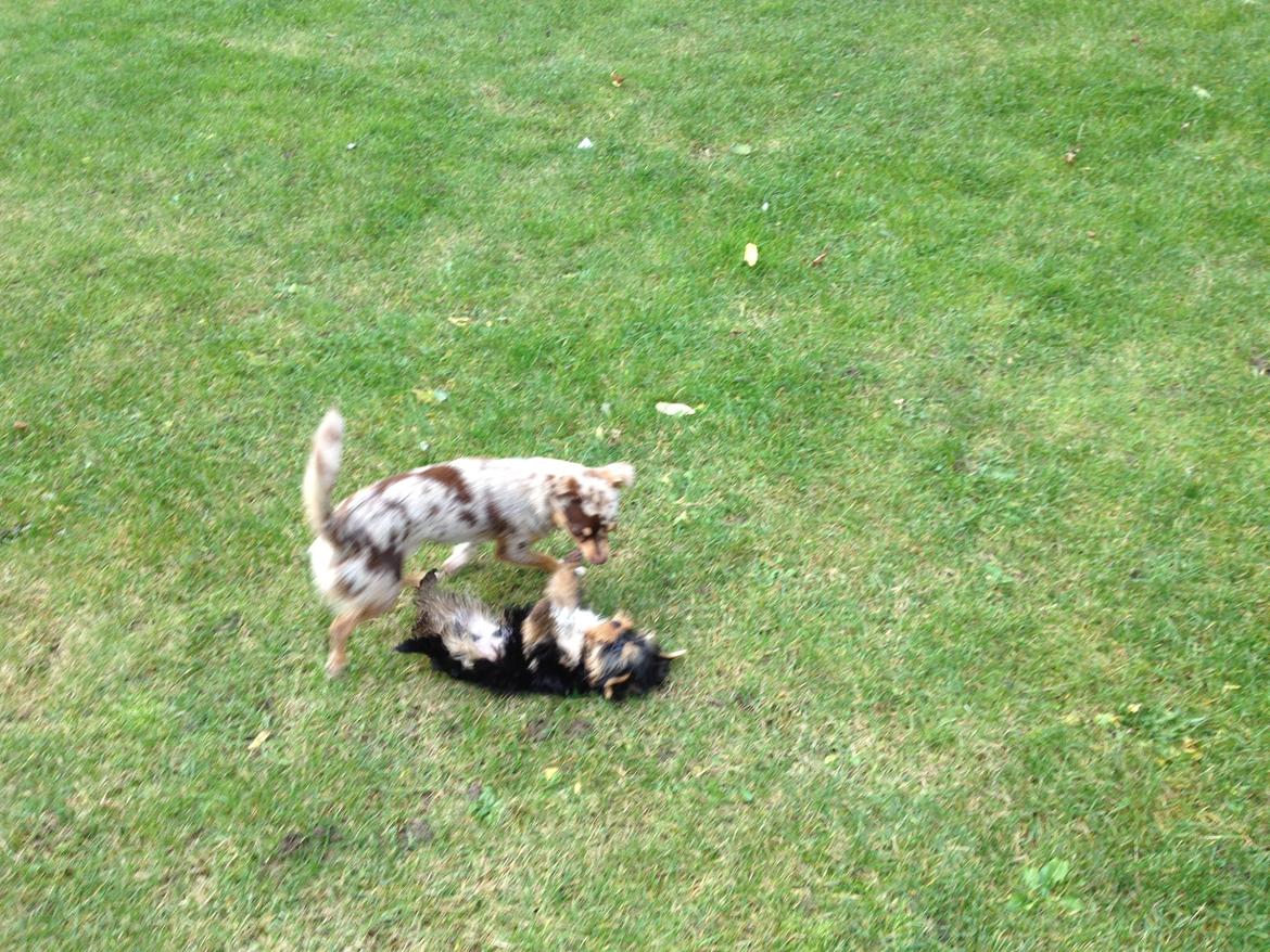 Yorkshire terrier Elvis billede 19