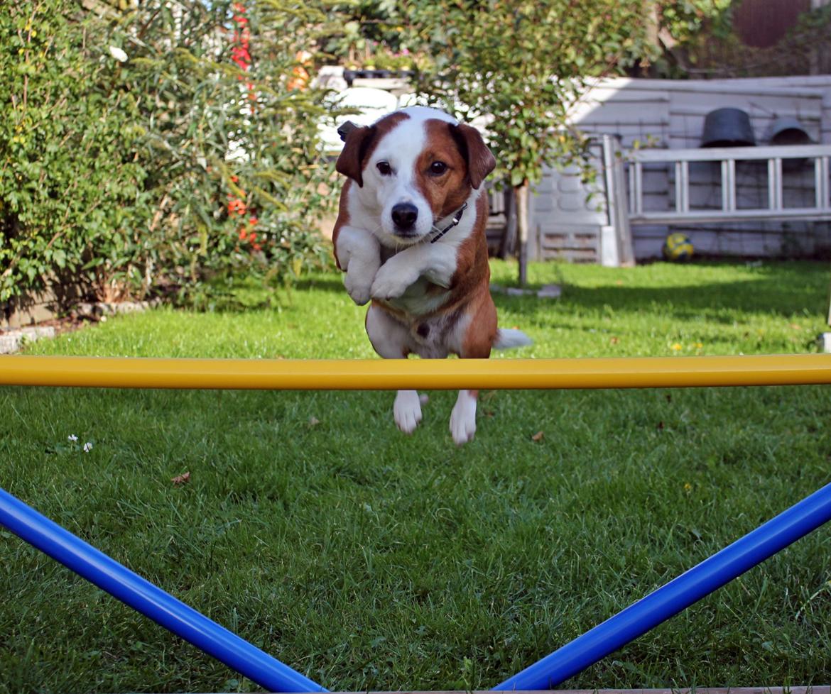 Jack russell terrier fido - Foto: Mathilde.D.B.Larsen. (Mig) billede 19