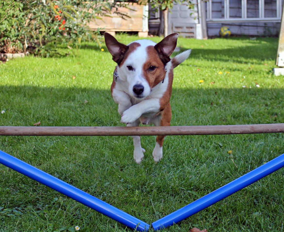 Jack russell terrier fido - Foto: Mathilde.D.B.Larsen. (Mig) billede 20