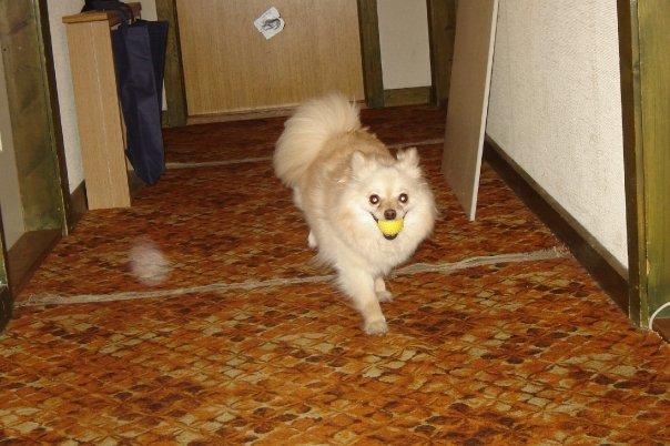 Pomeranian Cleo billede 1