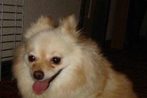 Pomeranian Cleo billede 2