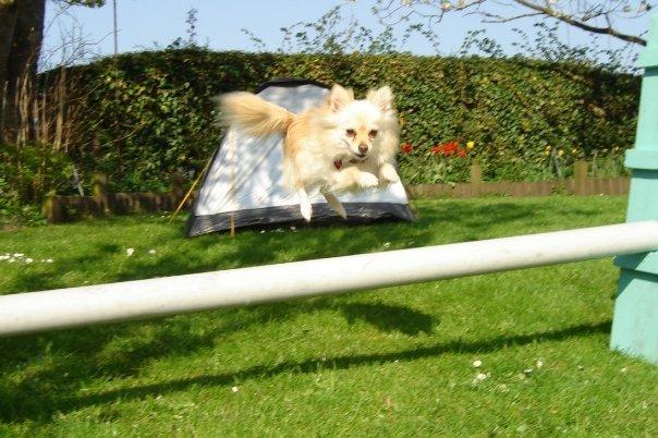 Pomeranian Cleo billede 3