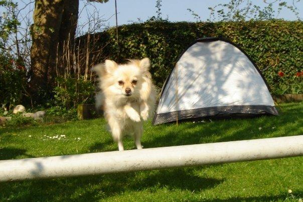 Pomeranian Cleo billede 4