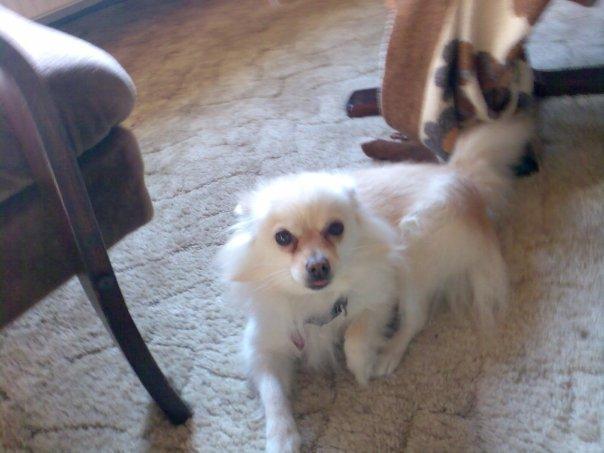 Pomeranian Cleo billede 5