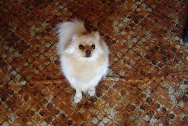 Pomeranian Cleo billede 6