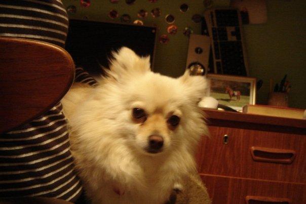 Pomeranian Cleo billede 7