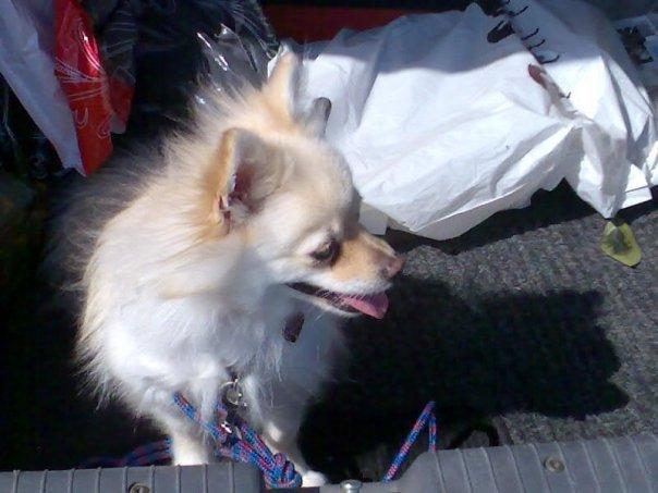 Pomeranian Cleo billede 8