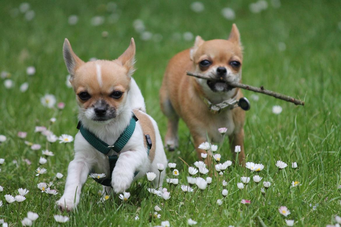 Chihuahua Milo - 12 juli 2012 billede 10