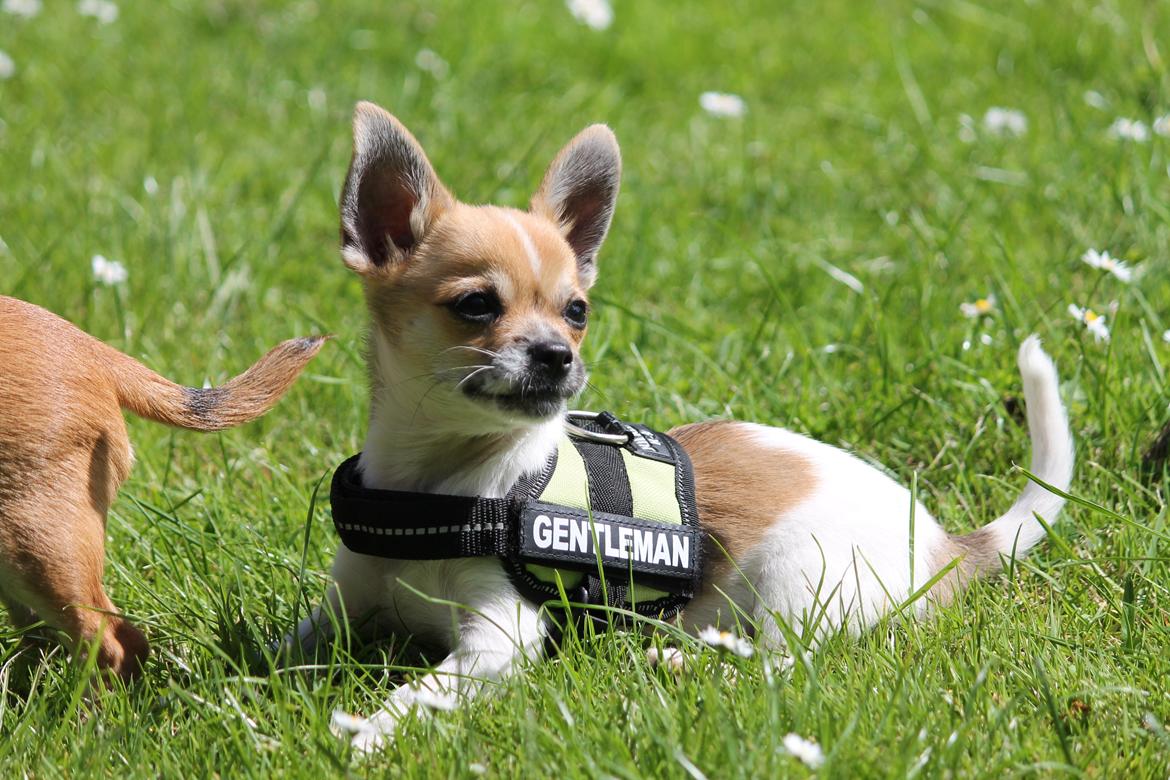 Chihuahua Milo billede 7