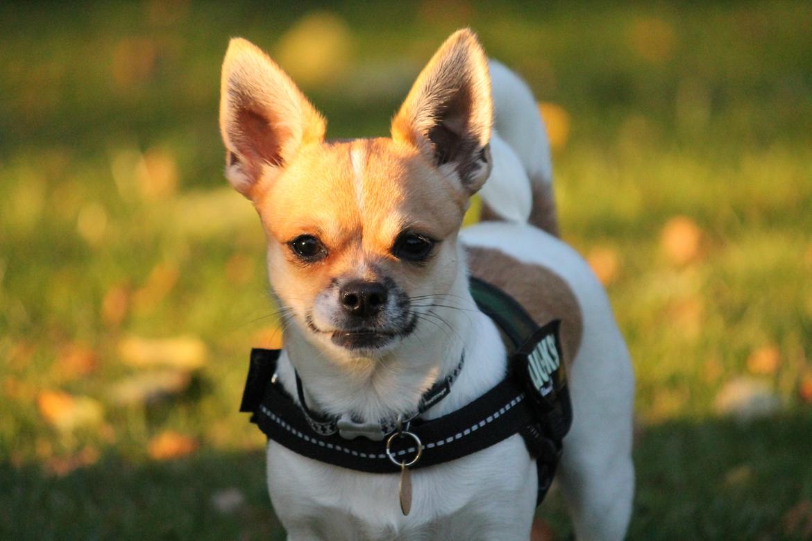 Chihuahua Milo - 9/10 2012 Foto: Marie F billede 2