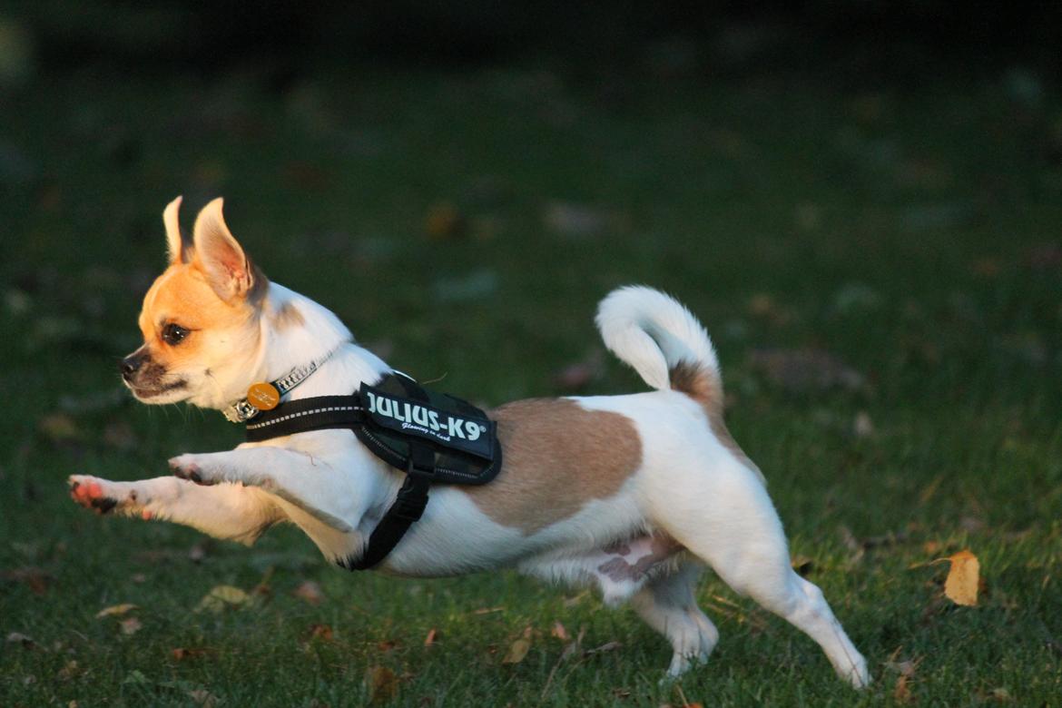 Chihuahua Milo - 9/10 2012 Foto: Marie Frederiksen billede 9