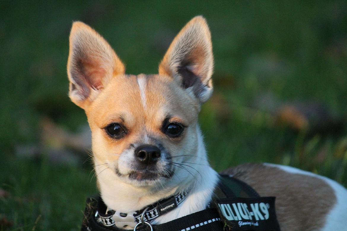 Chihuahua Milo - 9/10 2012 Foto Marie F billede 13