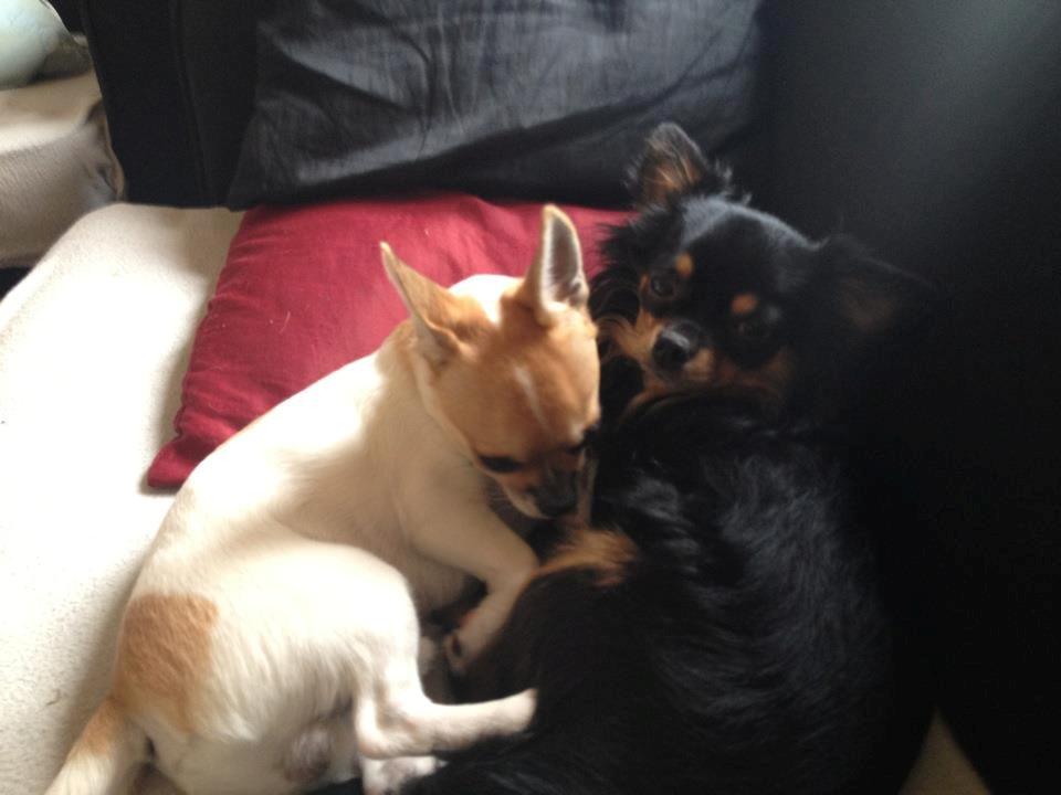 Chihuahua Milo - Milo og Dego putter. billede 14