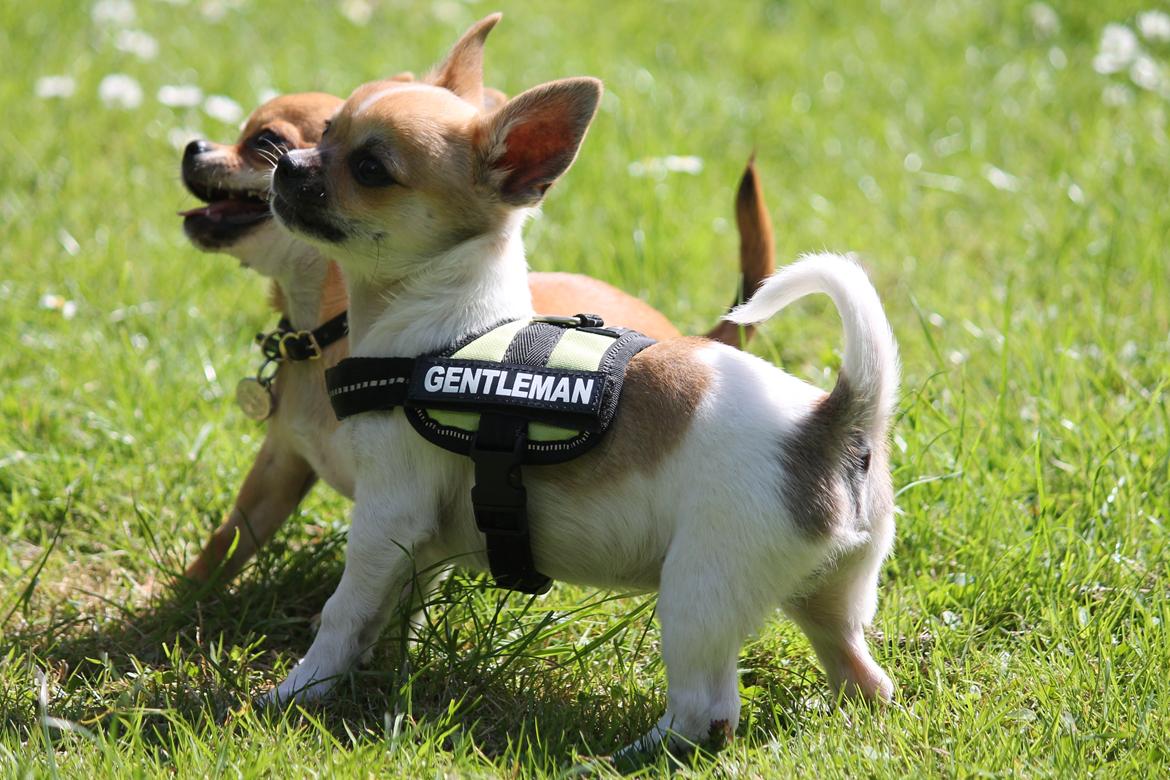 Chihuahua Milo - juli 2012 billede 15