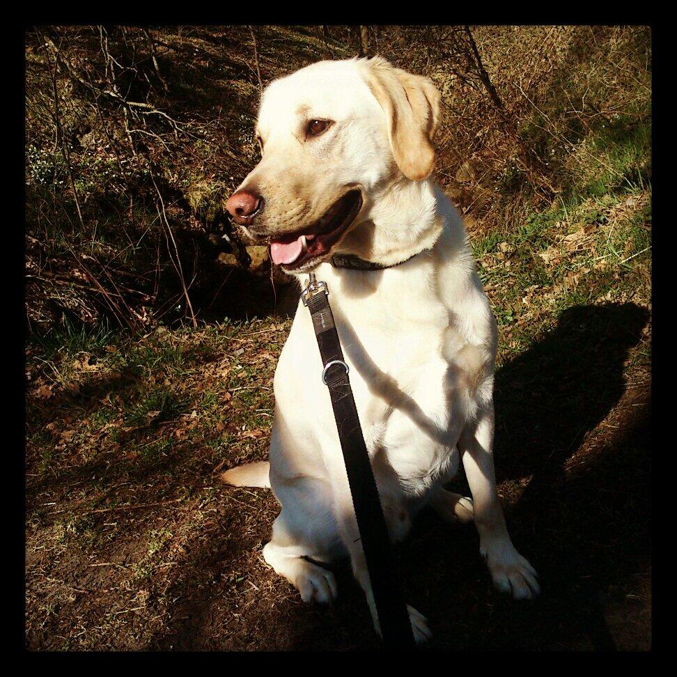 Blanding af racer Rofus billede 15