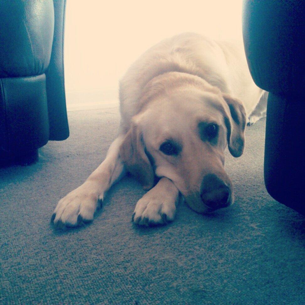 Blanding af racer Rofus billede 1