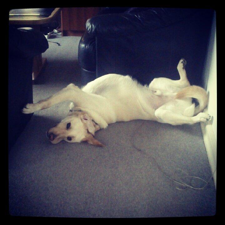 Blanding af racer Rofus billede 16