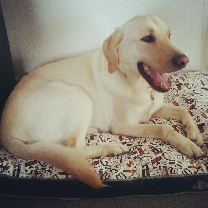 Blanding af racer Rofus billede 17