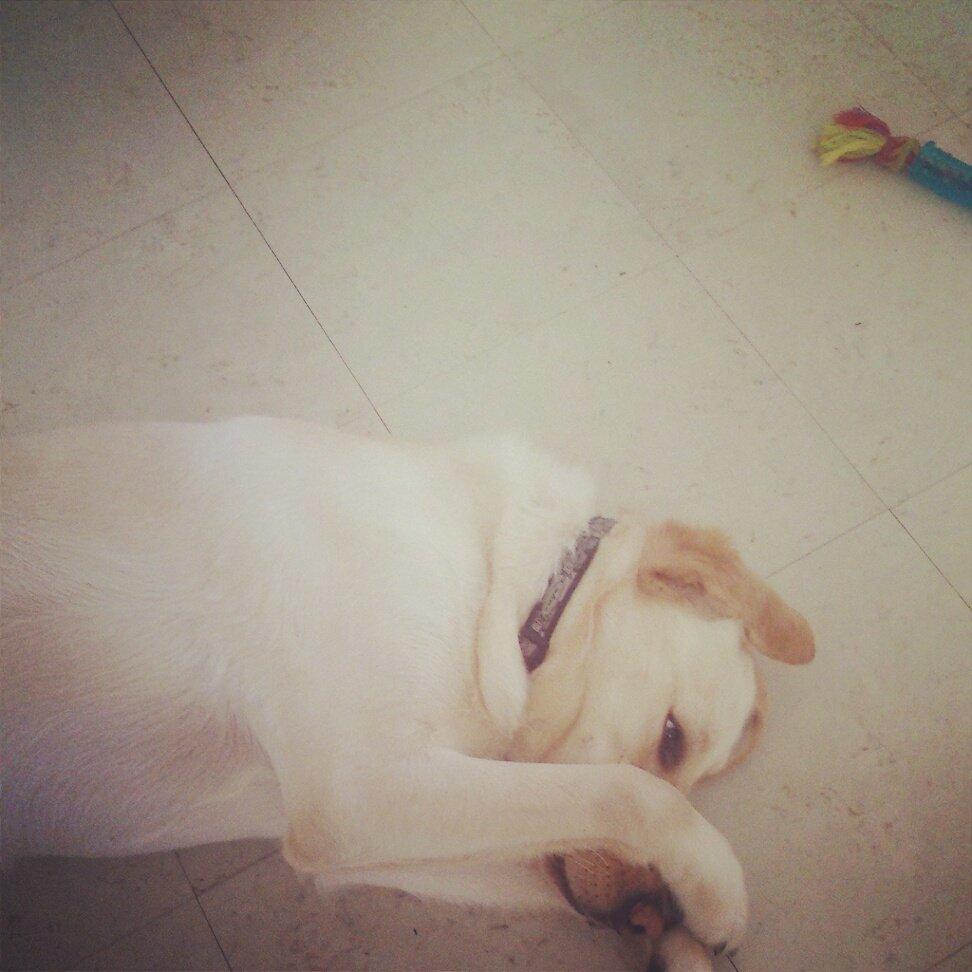 Blanding af racer Rofus billede 19