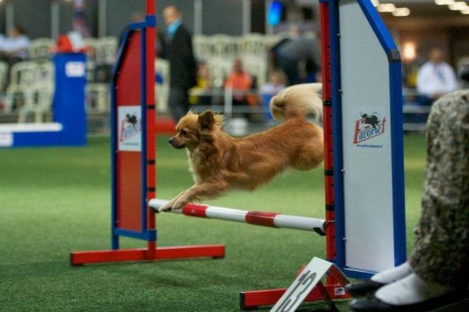 Blanding af racer Vimse - Vimse til agility stævne i Belgien 2012 billede 14