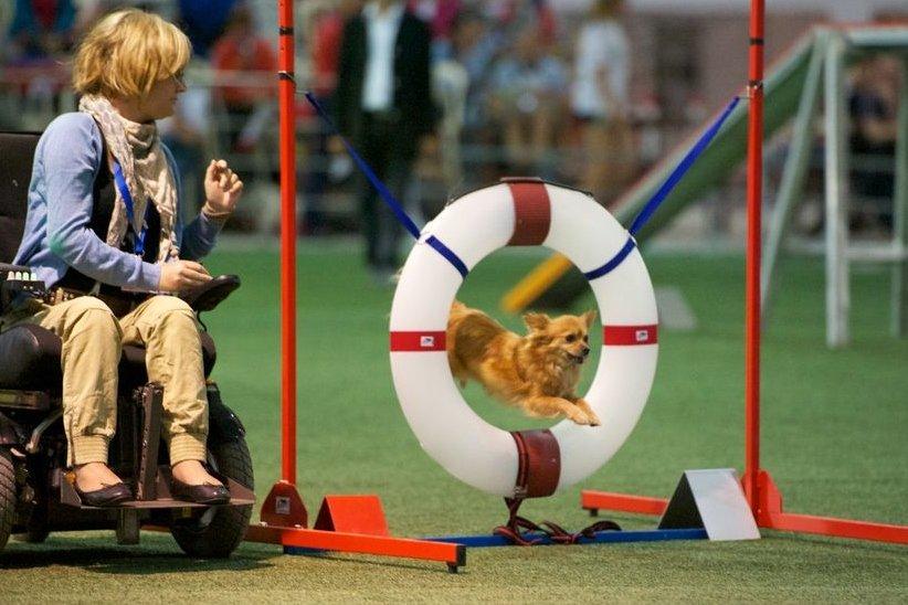 Blanding af racer Vimse - Vimse til agility stævne i Belgien 2012 billede 15
