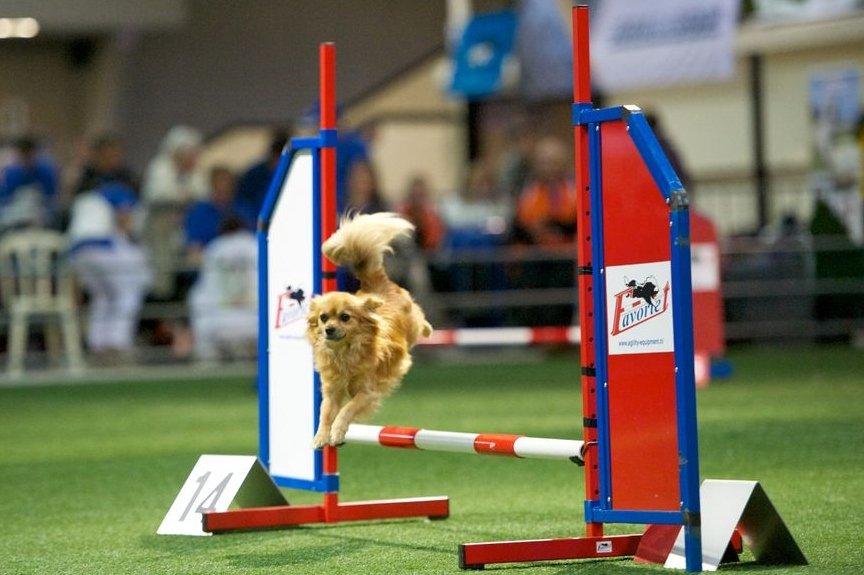 Blanding af racer Vimse - Vimse til agility stævne i Belgien 2012 billede 16