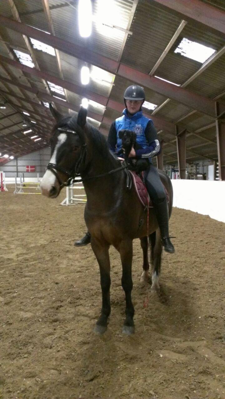 Blanding af racer Pixie - Pixie og Marquis billede 9