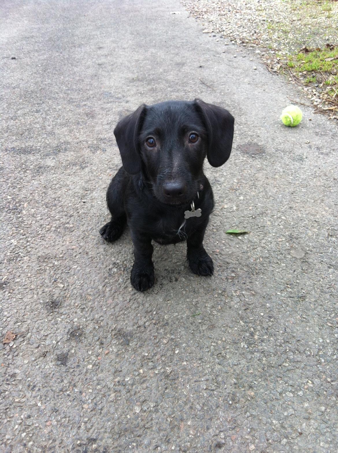 Blanding af racer Pixie - Pixie 3½ måned (: billede 8