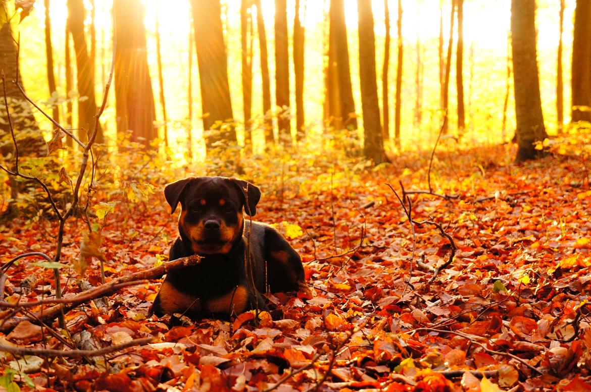 Rottweiler Emma billede 17