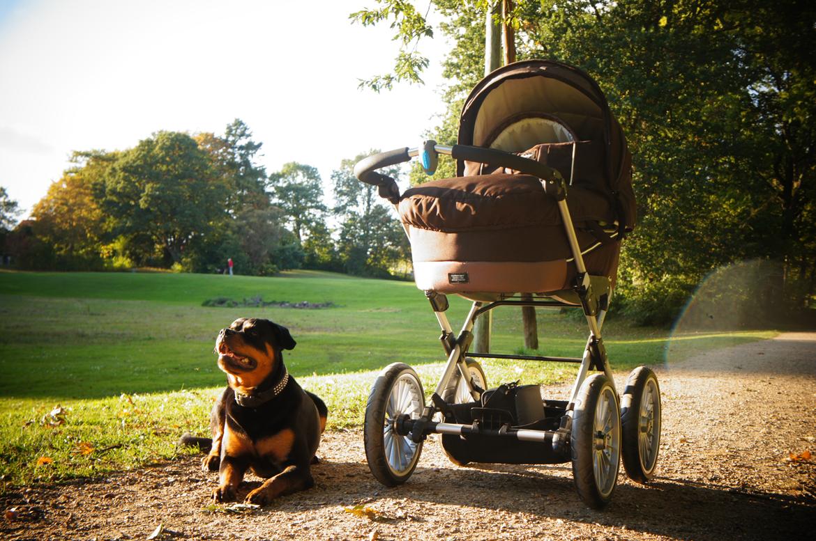 Rottweiler Emma billede 18