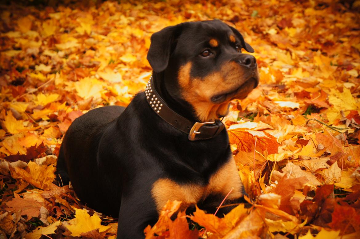 Rottweiler Emma billede 19