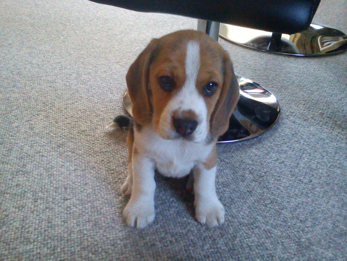 Beagle Snif:D billede 1