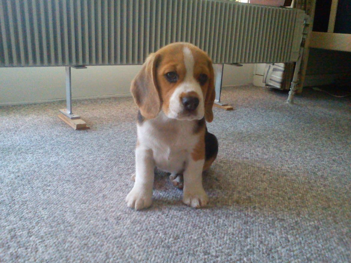 Beagle Snif:D billede 2