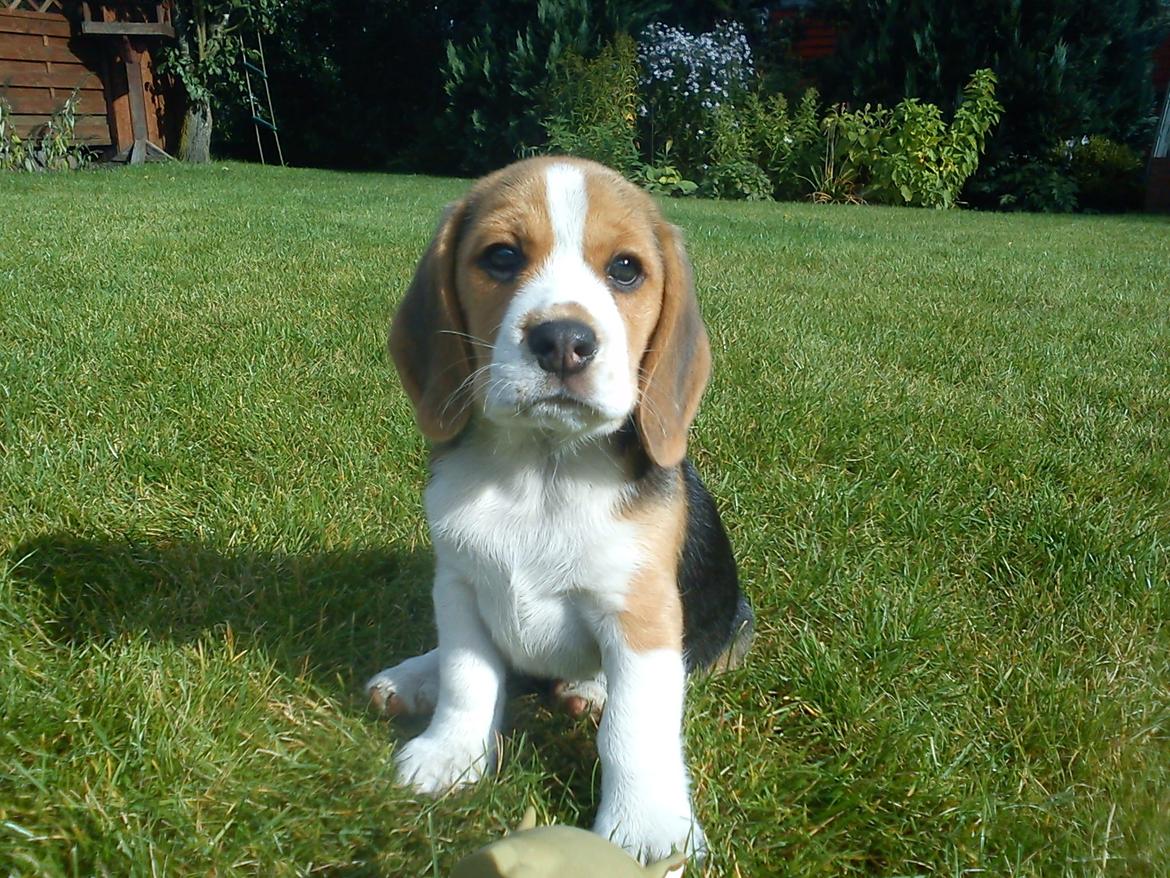 Beagle Snif:D billede 3