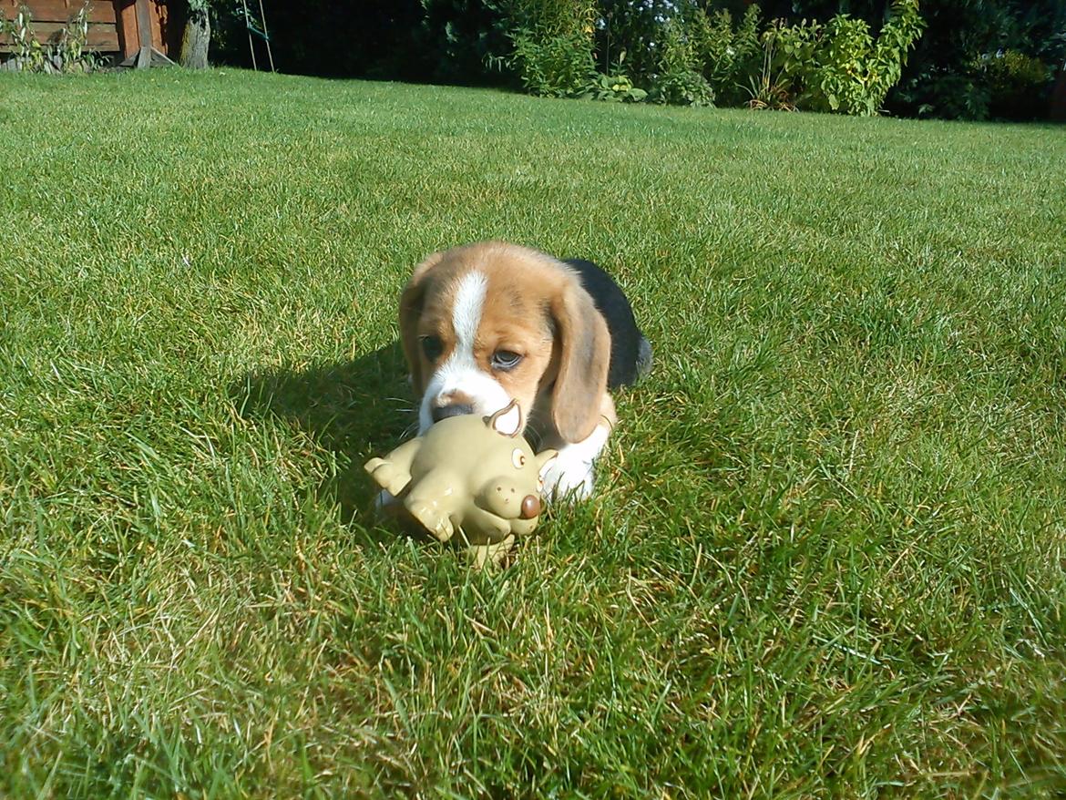 Beagle Snif:D billede 4