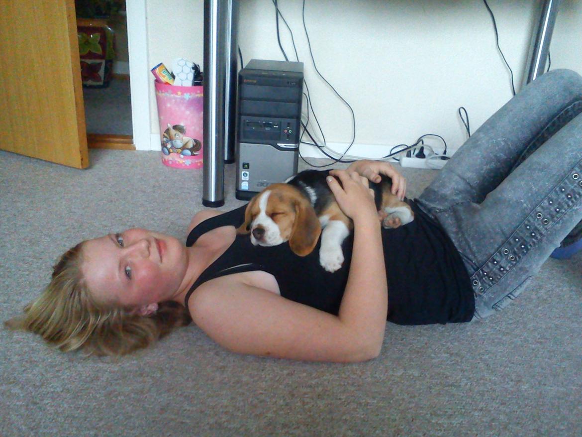 Beagle Snif:D billede 5