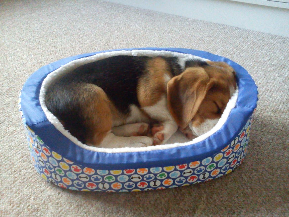 Beagle Snif:D billede 6