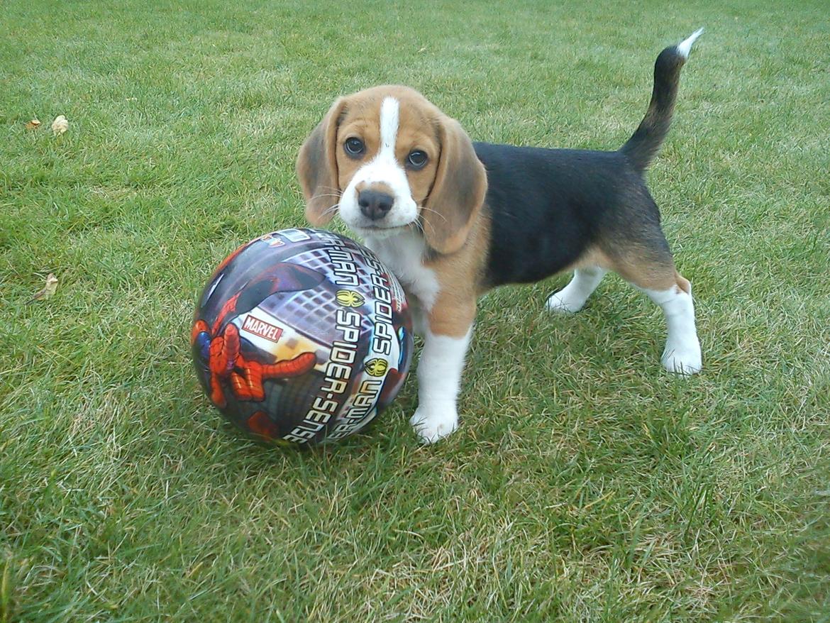 Beagle Snif:D billede 7
