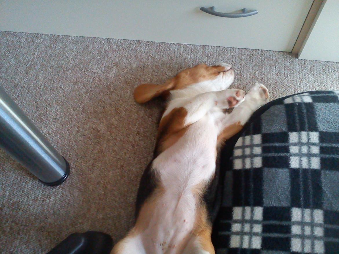 Beagle Snif:D billede 8