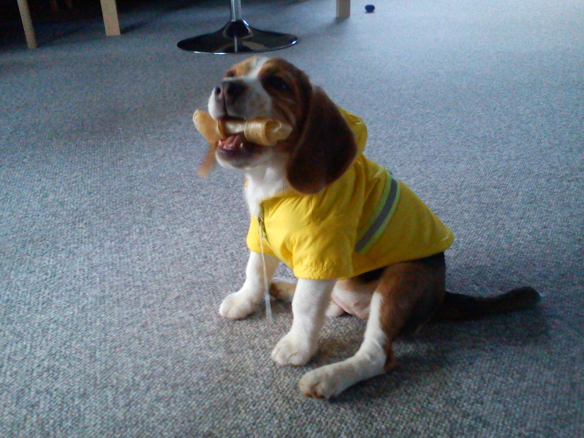 Beagle Snif:D billede 9